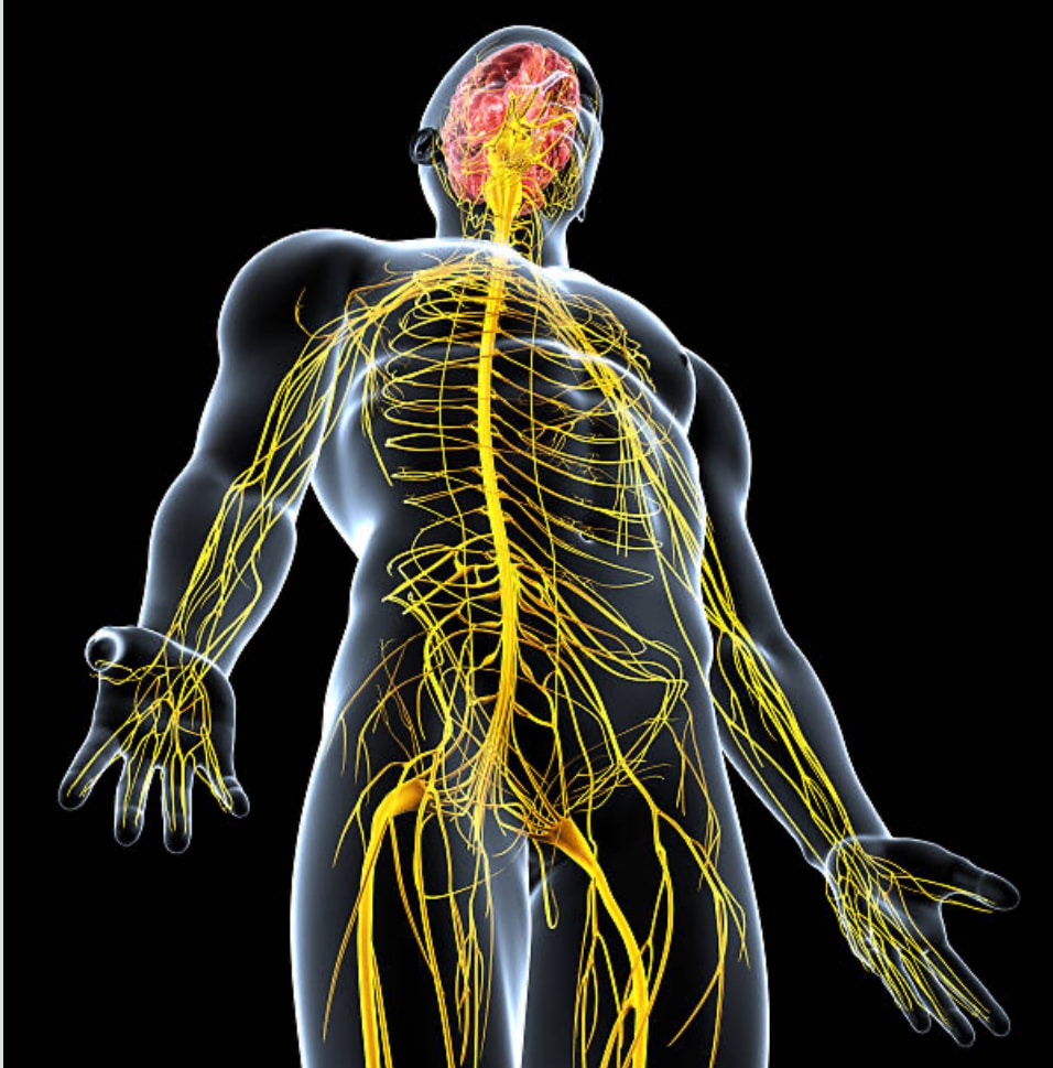 Sistema Nervoso Central e Periférico